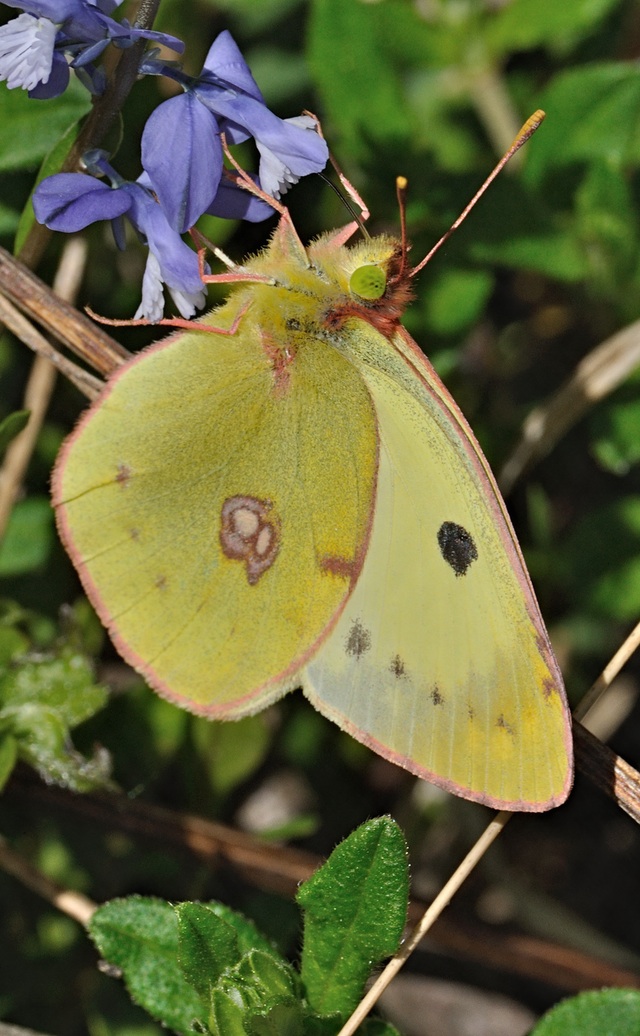 photo B068003, © Adriaan van Os, Coustouges 01-05-2022, altitudo 800 m, Colias alfacariensis