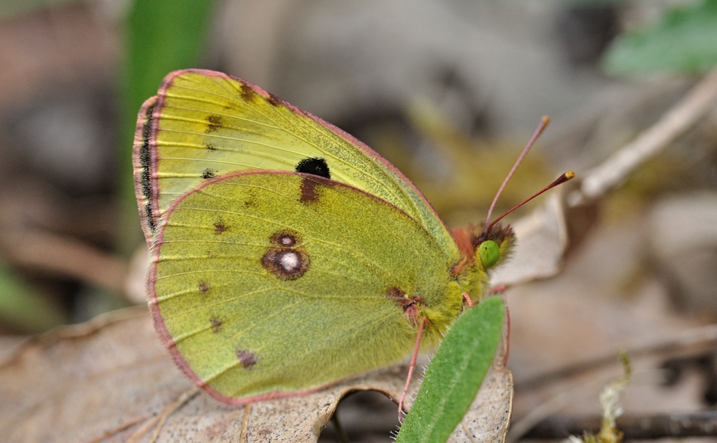 photo B068145, © Adriaan van Os, Coustouges 01-05-2022, altitudo 820 m, Colias alfacariensis