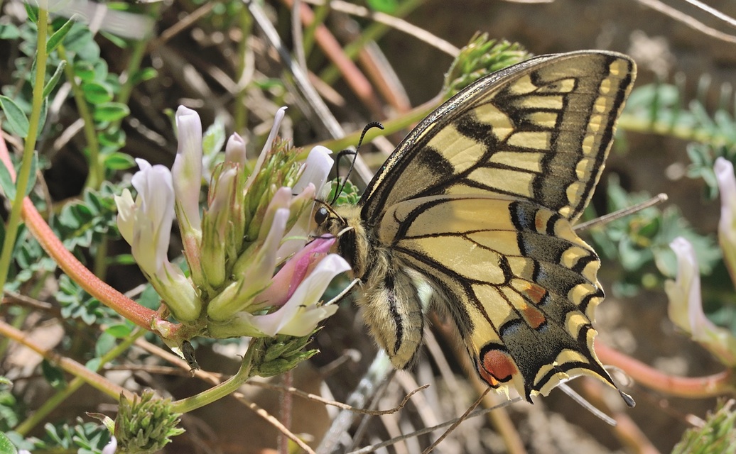 photo B068262, © Adriaan van Os, Coustouges 07-05-2022, altitudo 800 m, Papilio machaon