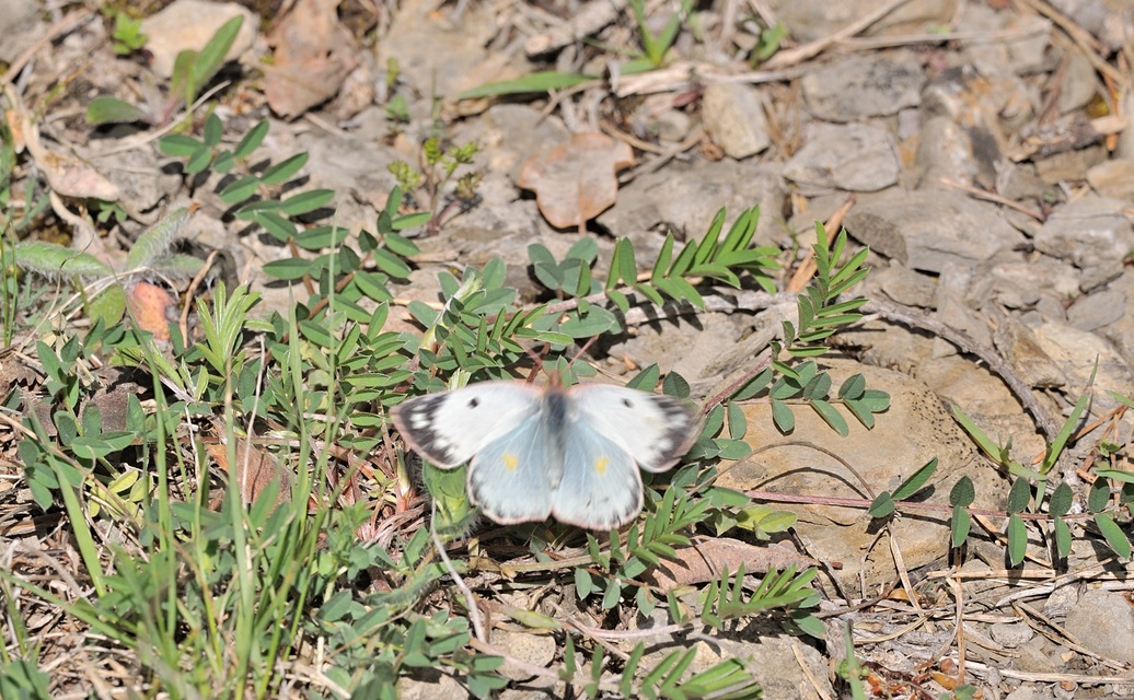 photo B068540, © Adriaan van Os, Coustouges 10-05-2022, altitudo 800 m, Colias alfacariensis