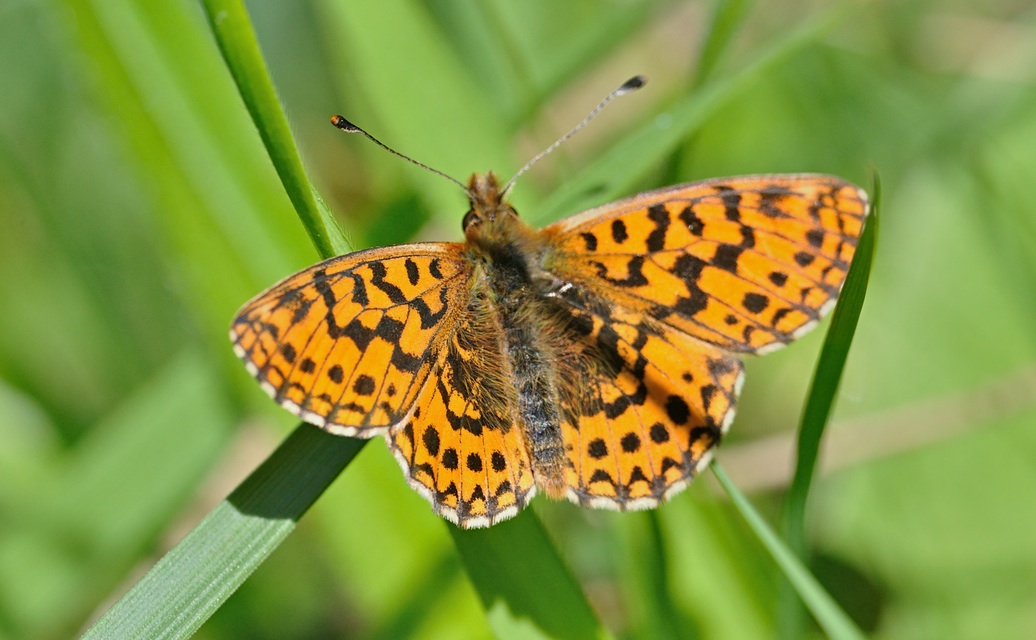 Foto B068546, © Adriaan van Os, Coustouges 10-05-2022, Hhe 800 m, Boloria dia