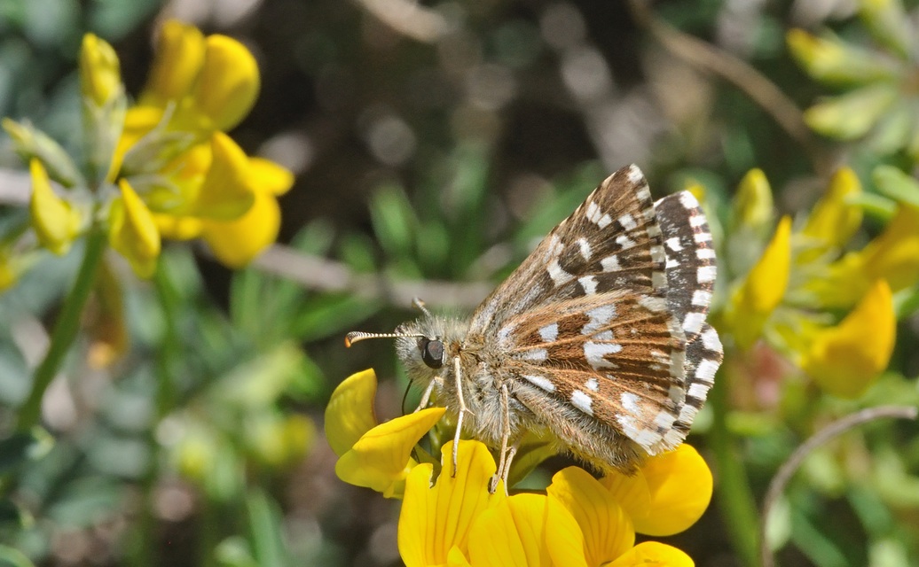 Foto B068591, © Adriaan van Os, Coustouges 10-05-2022, Hhe 800 m, Pyrgus malvoides