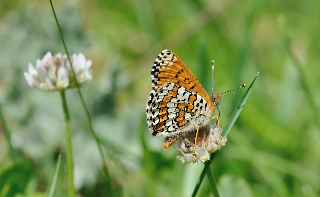 photo B068767, © Adriaan van Os, Coustouges 15-05-2022, altitudo 820 m, Melitaea cinxia