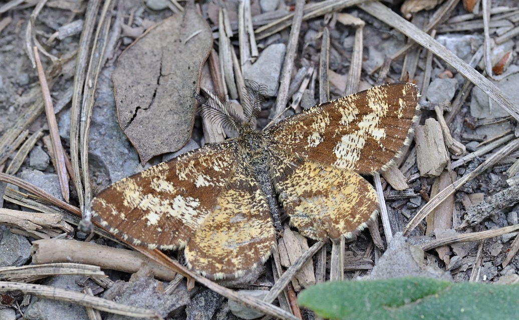 foto B068782, © Adriaan van Os, Coustouges 15-05-2022, hoogte 800 m, Ematurga atomaria