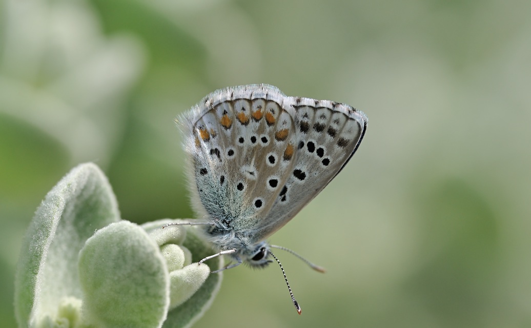 foto B068847, © Adriaan van Os, Coustouges 18-05-2022, hoogte 800 m, ♂ Polyommatus bellargus