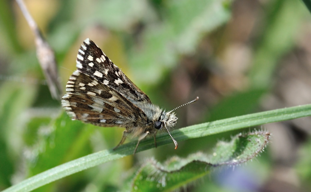 foto B068866, © Adriaan van Os, Coustouges 18-05-2022, altitud 800 m, Pyrgus malvoides