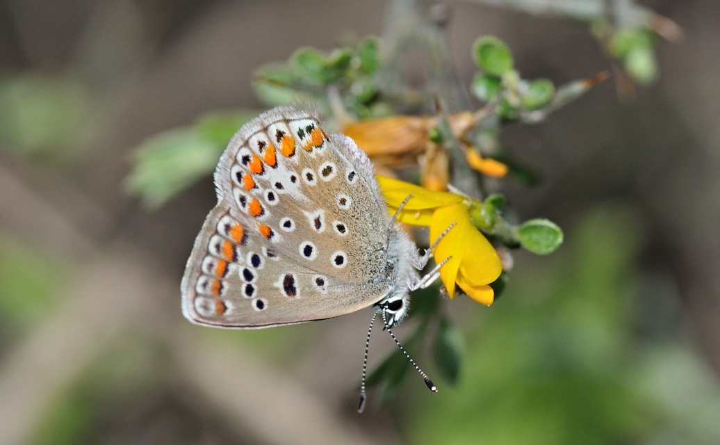 photo B068877, © Adriaan van Os, Coustouges 18-05-2022, altitudo 800 m, ♀ Polyommatus icarus