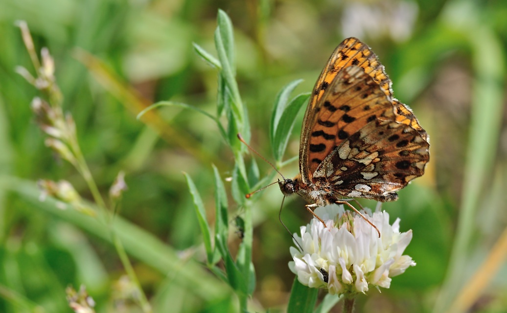 foto B068918, © Adriaan van Os, Coustouges 19-05-2022, altitud 820 m, Boloria dia