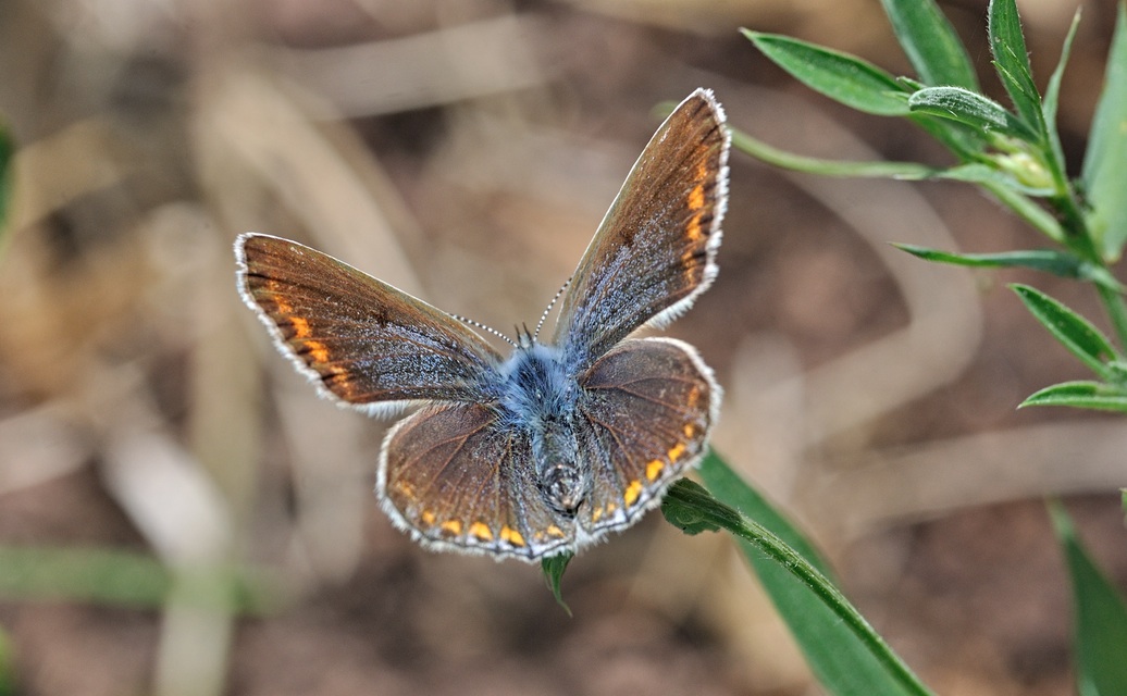 photo B068961, © Adriaan van Os, Coustouges 19-05-2022, altitudo 820 m, ♀ Polyommatus icarus