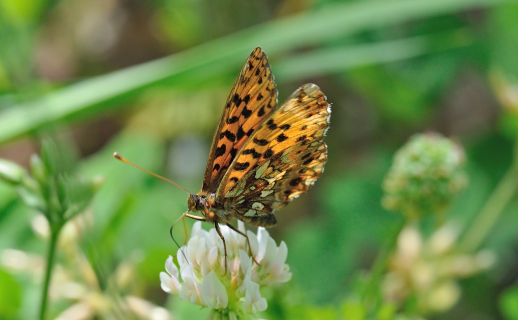 foto B068976, © Adriaan van Os, Coustouges 20-05-2022, altitud 820 m, Boloria dia