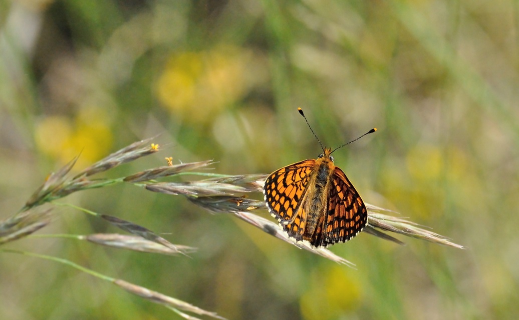 foto B069011, © Adriaan van Os, Coustouges 21-05-2022, altitud 810 m, Melitaea deione