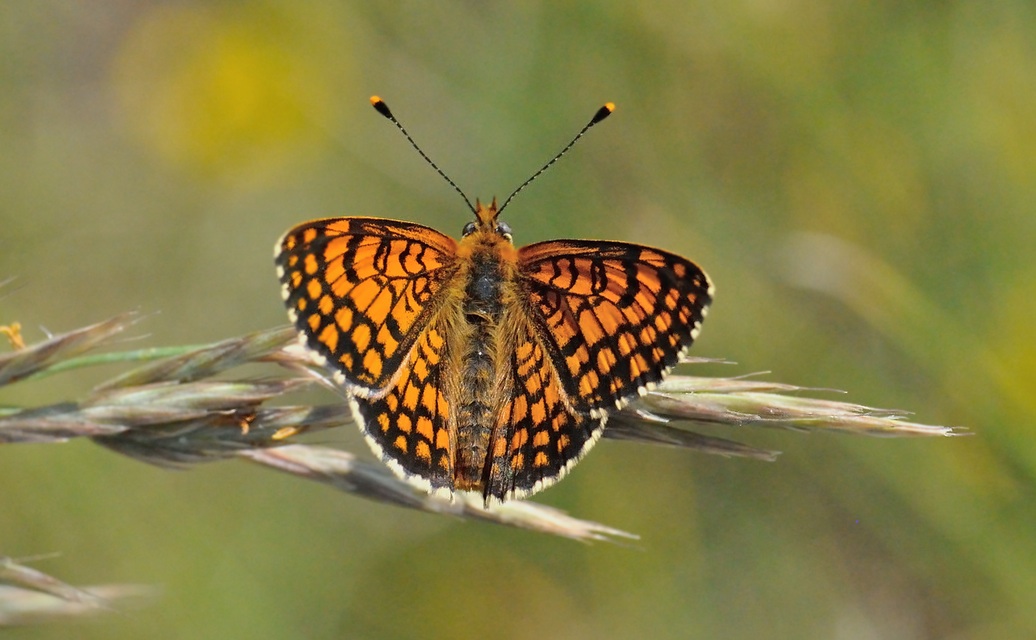 foto B069019, © Adriaan van Os, Coustouges 21-05-2022, altitud 810 m, Melitaea deione