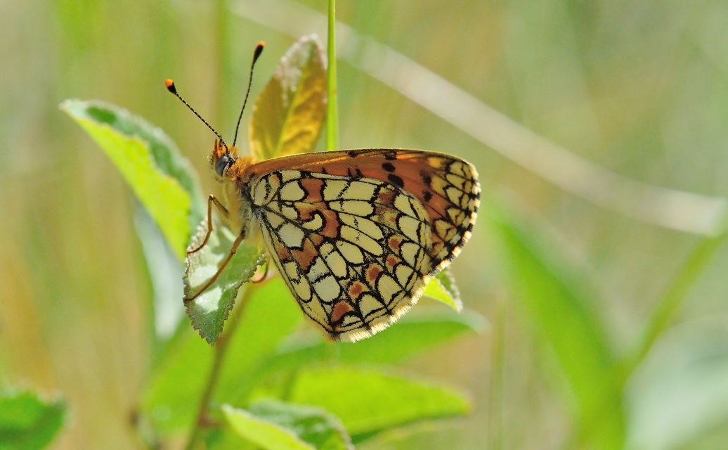 foto B069048, © Adriaan van Os, Coustouges 21-05-2022, altitud 810 m, Melitaea deione