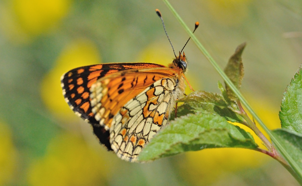 foto B069053, © Adriaan van Os, Coustouges 21-05-2022, altitud 810 m, Melitaea deione