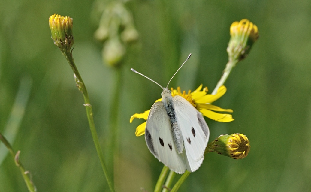 Foto B069240, © Adriaan van Os, Coustouges 22-05-2022, Hhe 820 m, Pieris rapae