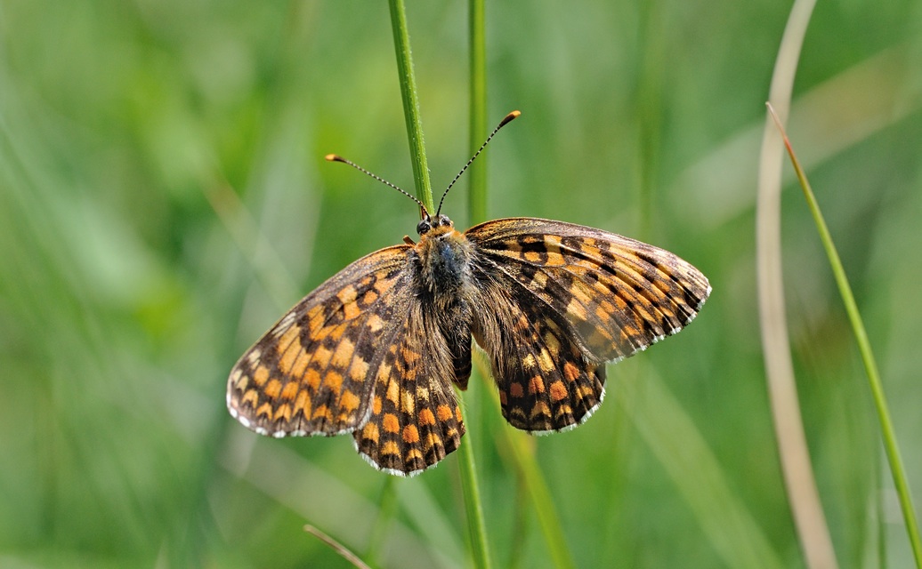 photo B069266, © Adriaan van Os, Coustouges 28-05-2022, altitude 820 m, Melitaea phoebe