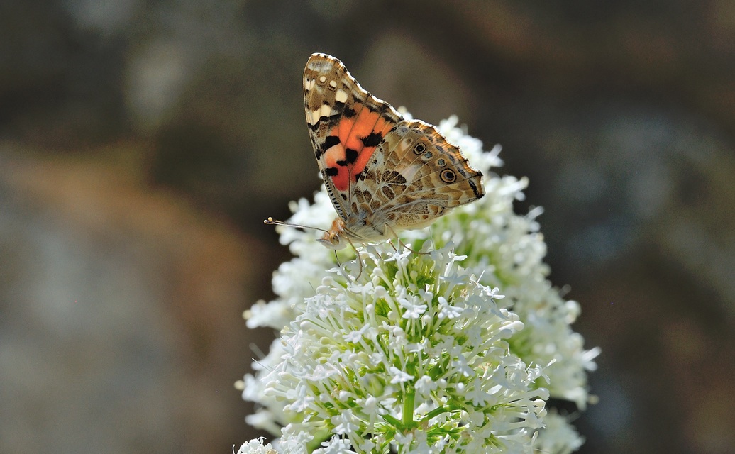 foto B069391, © Adriaan van Os, Coustouges 28-05-2022, altitud 820 m, Vanessa cardui