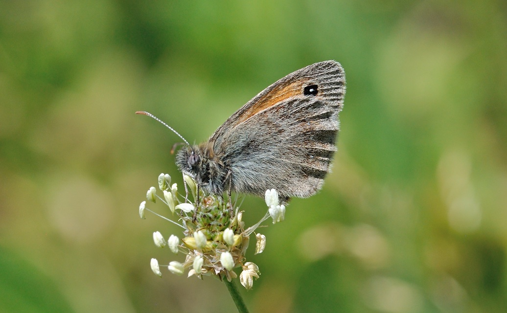 foto B069411, © Adriaan van Os, Coustouges 28-05-2022, hoogte 820 m, Coenonympha pamphilus