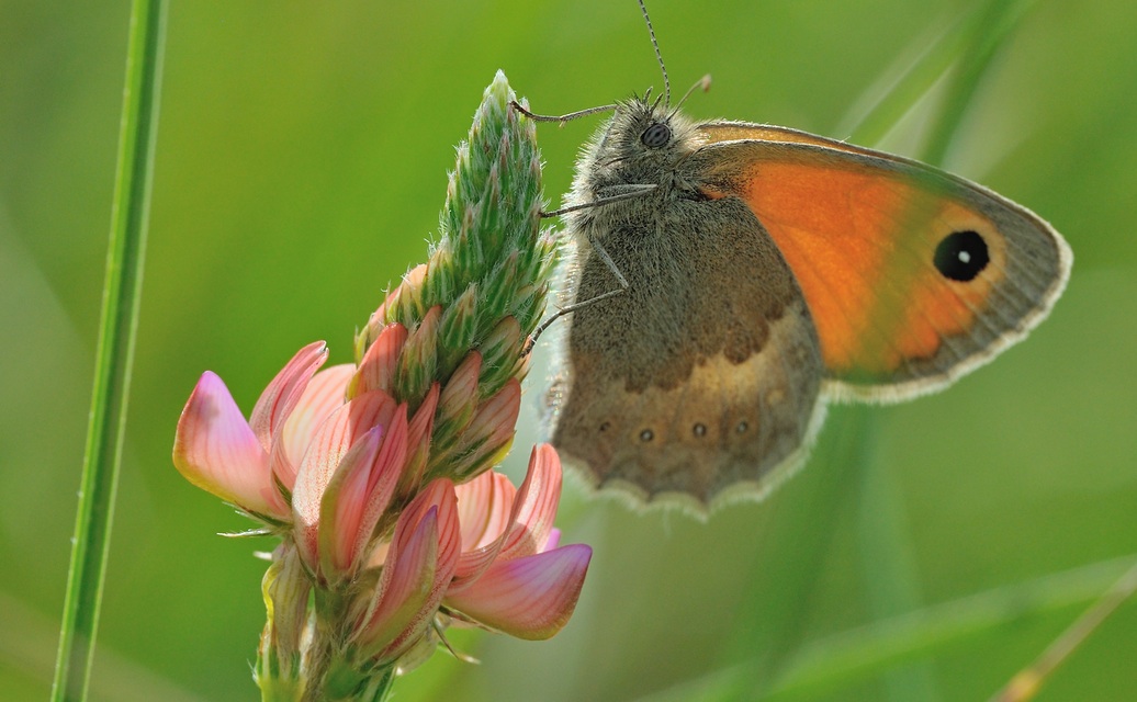 foto B069563, © Adriaan van Os, Coustouges 28-05-2022, hoogte 820 m, Coenonympha pamphilus