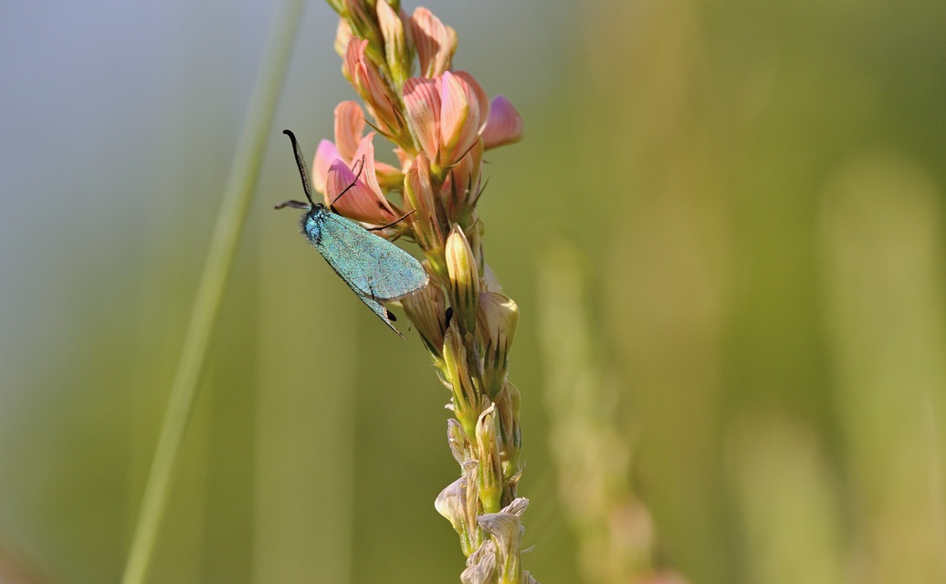 foto B069581, © Adriaan van Os, Coustouges 28-05-2022, hoogte 820 m, Adscita statices ?