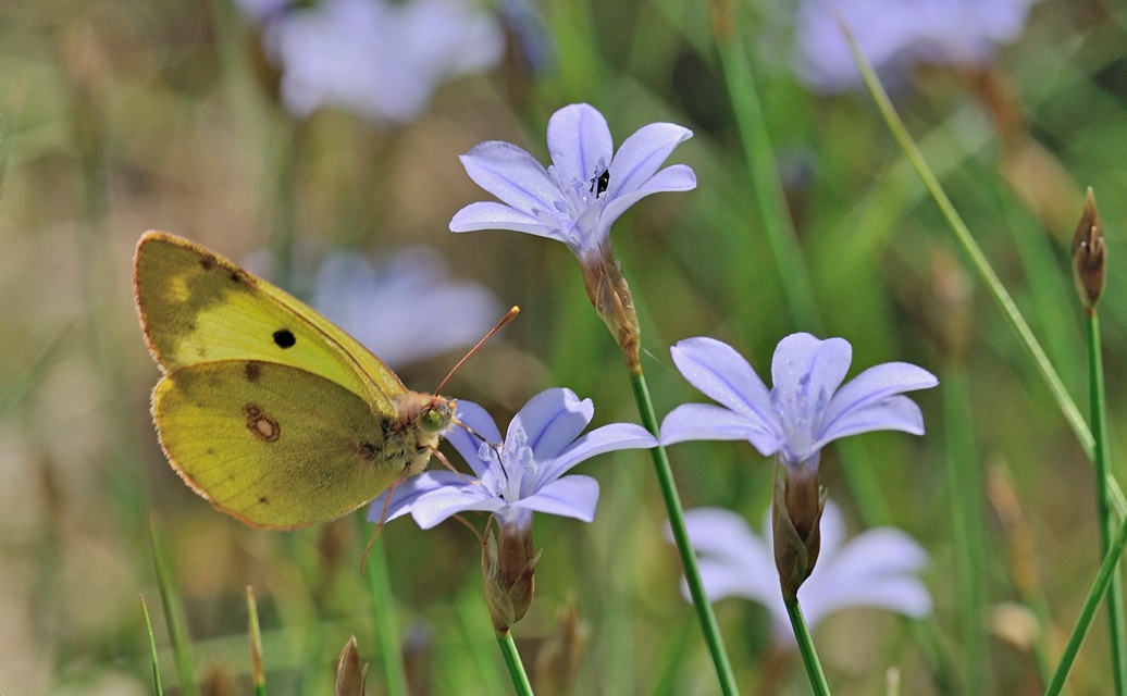 photo B069708, © Adriaan van Os, Coustouges 29-05-2022, altitude 800 m, Colias hyale ?