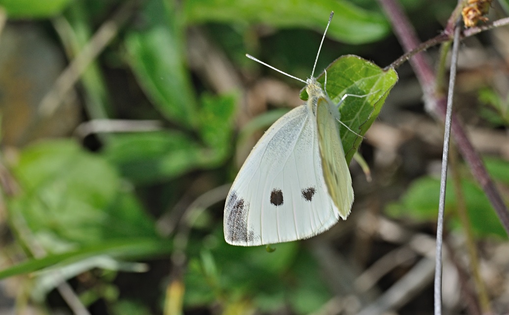 Foto B069849, © Adriaan van Os, Coustouges 30-05-2022, Hhe 750 m, Pieris rapae