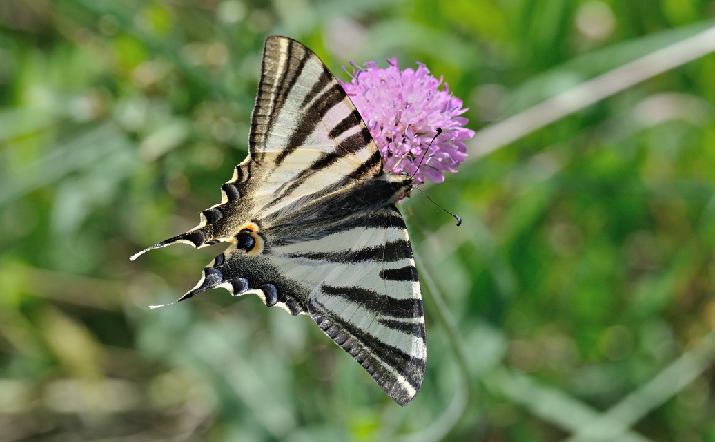 Foto B069902, © Adriaan van Os, Coustouges 30-05-2022, Hhe 810 m, Iphiclides feisthamelii