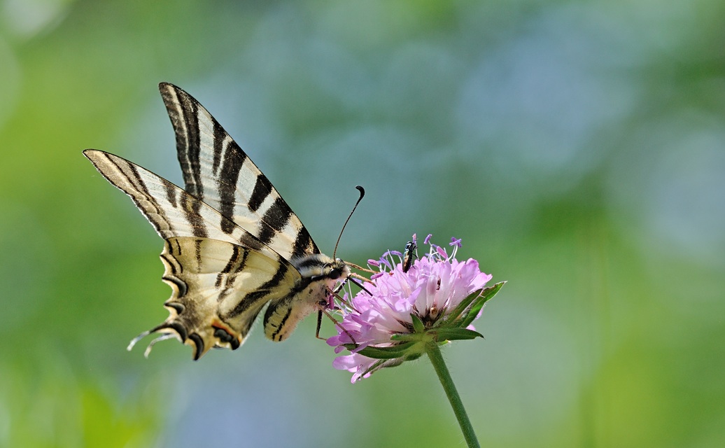 Foto B069953, © Adriaan van Os, Coustouges 30-05-2022, Hhe 810 m, Iphiclides feisthamelii