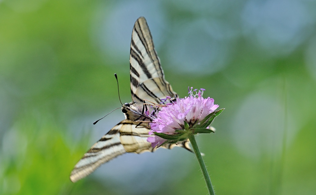 Foto B069976, © Adriaan van Os, Coustouges 30-05-2022, Hhe 810 m, Iphiclides feisthamelii