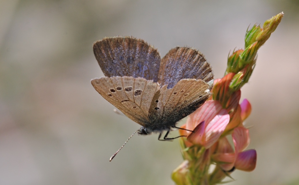 photo B070011, © Adriaan van Os, Coustouges 31-05-2022, altitude 800 m, Glaucopsyche melanops, damaged