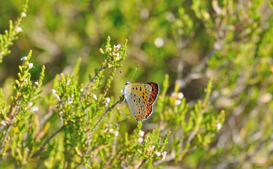 photo B070055, © Adriaan van Os, Coustouges 02-06-2022, altitude 990 m, Lycaena alciphron