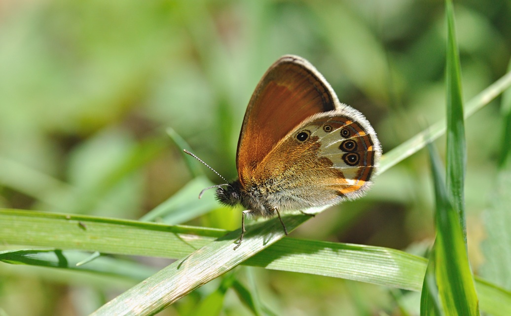 photo B070106, © Adriaan van Os, Coustouges 03-06-2022, altitudo 800 m, Coenonympha arcania