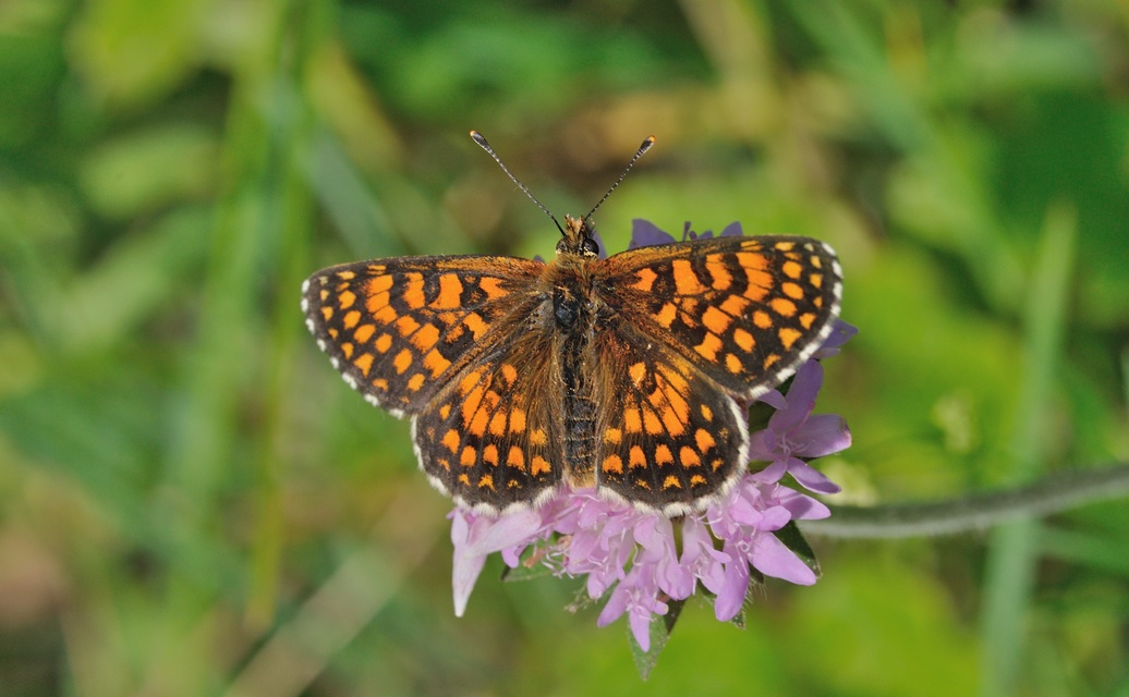 photo B070177, © Adriaan van Os, Coustouges 04-06-2022, altitudo 820 m, Melitaea athalia