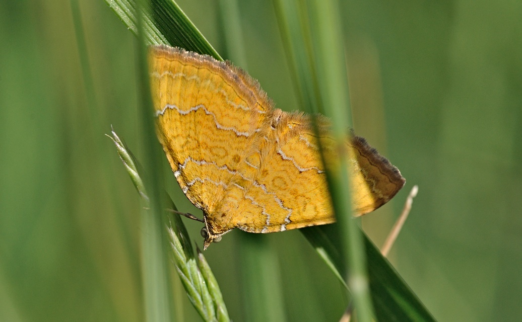 foto B070198, © Adriaan van Os, Coustouges 04-06-2022, hoogte 820 m, Camptogramma bilineata