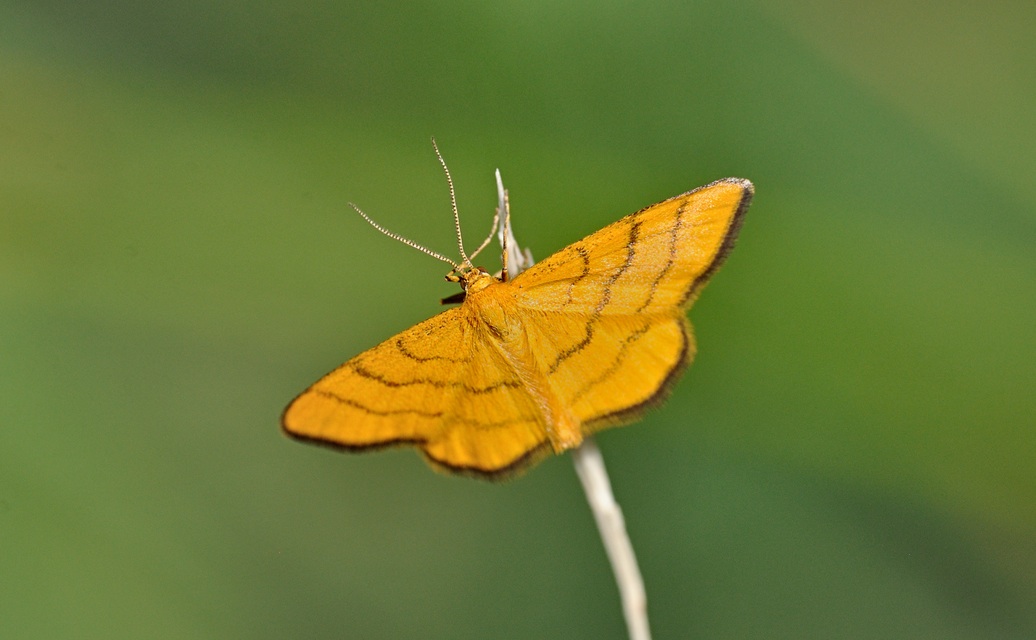 Foto B070220, © Adriaan van Os, Coustouges 04-06-2022, Hhe 820 m, Idaea aureolaria