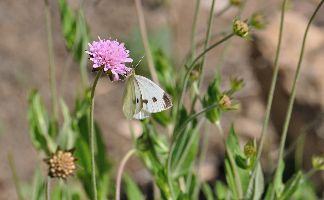 Foto B070240, © Adriaan van Os, Coustouges 04-06-2022, Hhe 820 m, Pieris rapae