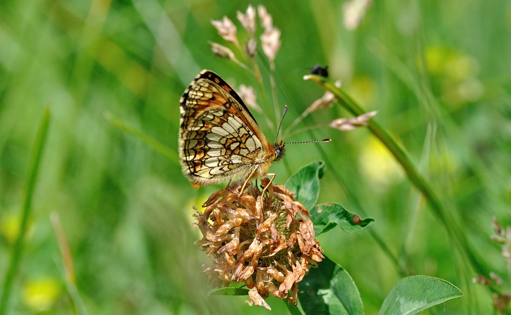 foto B070271, © Adriaan van Os, Coustouges 05-06-2022, altitud 820 m, Melitaea athalia