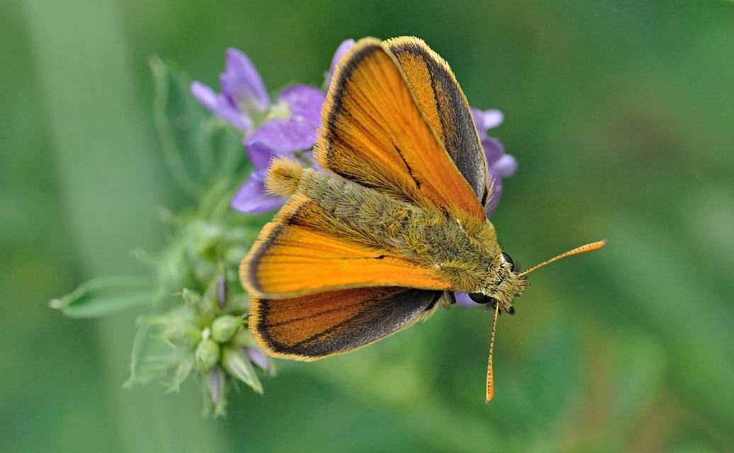 foto B070313, © Adriaan van Os, Coustouges 05-06-2022, altitud 820 m, Thymelicus sylvestris