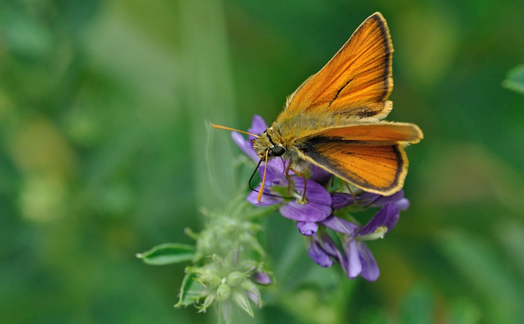 foto B070321, © Adriaan van Os, Coustouges 05-06-2022, altitud 820 m, Thymelicus sylvestris