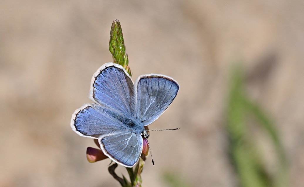 foto B070409, © Adriaan van Os, Coustouges 06-06-2022, altitud 800 m, ♂ Polyommatus escheri