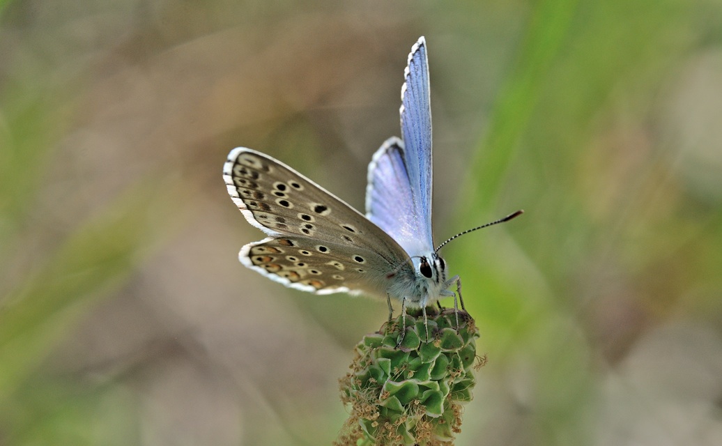 foto B070443, © Adriaan van Os, Coustouges 06-06-2022, hoogte 800 m, ♂ Polyommatus bellargus