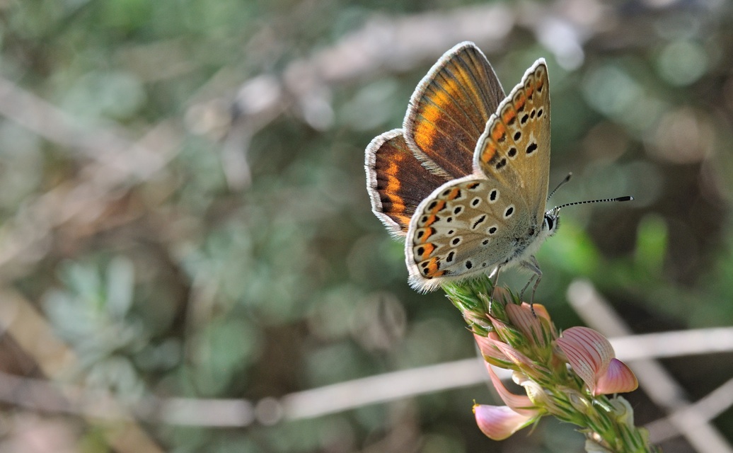 foto B070461, © Adriaan van Os, Coustouges 06-06-2022, altitud 800 m, ♀ Polyommatus escheri