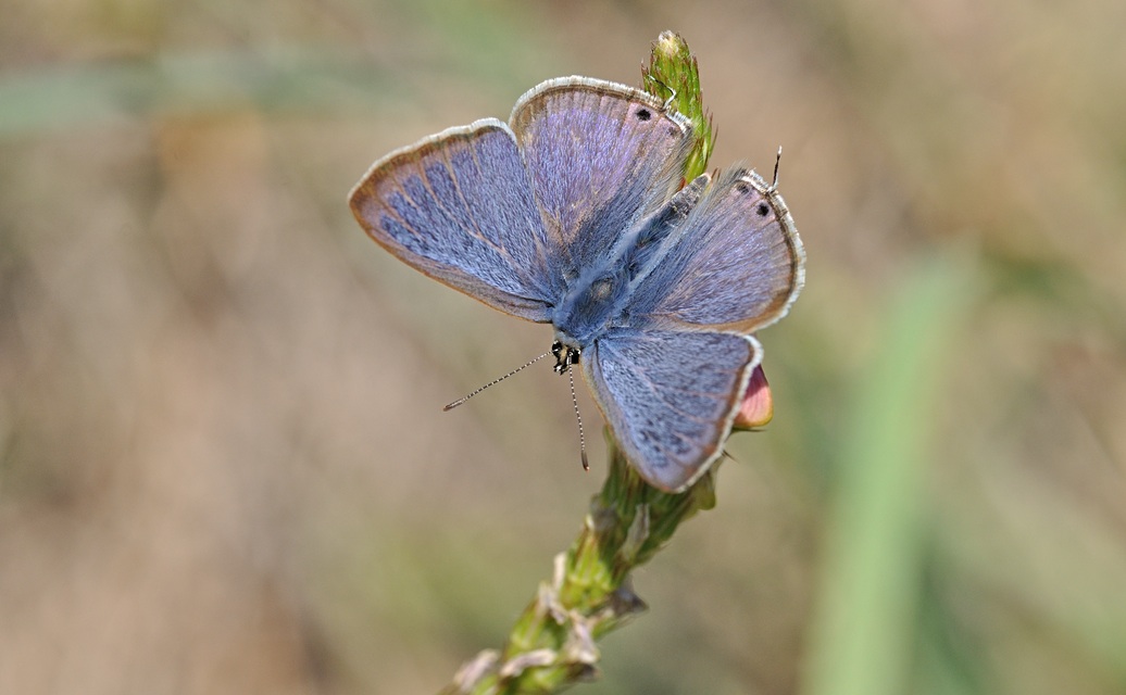 foto B070487, © Adriaan van Os, Coustouges 07-06-2022, altitud 820 m, Lampides boeticus