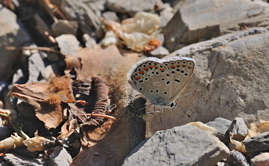 photo B070519, © Adriaan van Os, Coustouges 07-06-2022, altitudo 800 m, Polyommatus escheri