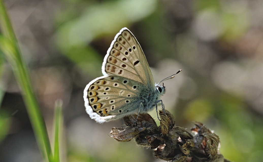 photo B070529, © Adriaan van Os, Coustouges 07-06-2022, altitudo 800 m, Polyommatus escheri