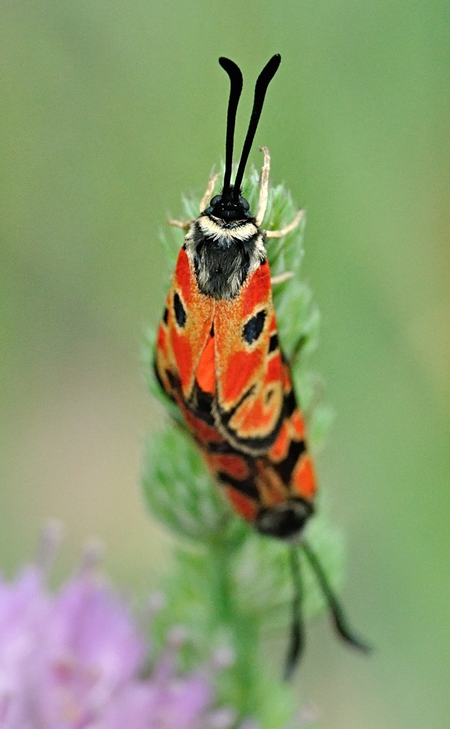 foto B070552, © Adriaan van Os, Coustouges 08-06-2022, hoogte 820 m, Zygaena hilaris, paring