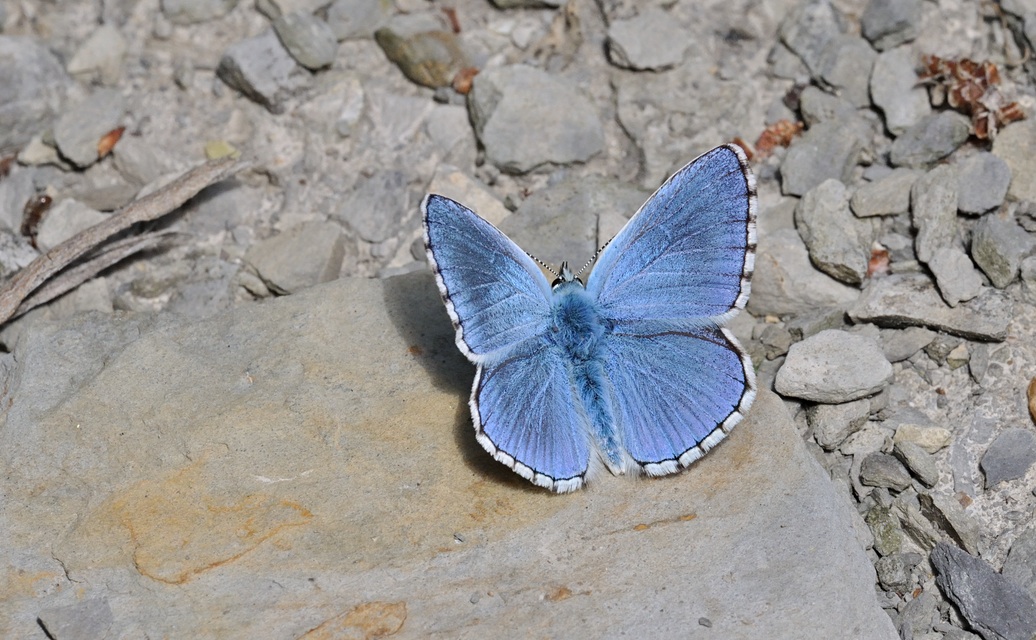 photo B070691, © Adriaan van Os, Coustouges 09-06-2022, altitude 800 m, Polyommatus bellargus