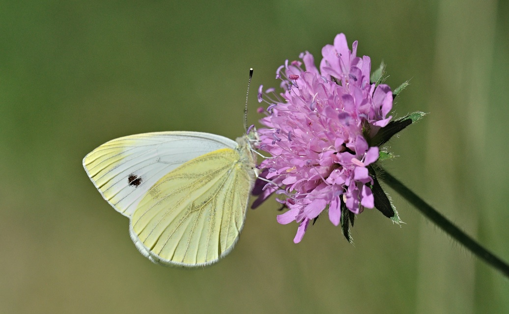 photo B070715, © Adriaan van Os, Coustouges 09-06-2022, altitudo 820 m, Pieris napi meridionalis