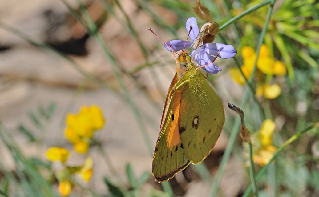 photo B070869, © Adriaan van Os, Coustouges 10-06-2022, altitudo 800 m, Colias croceus