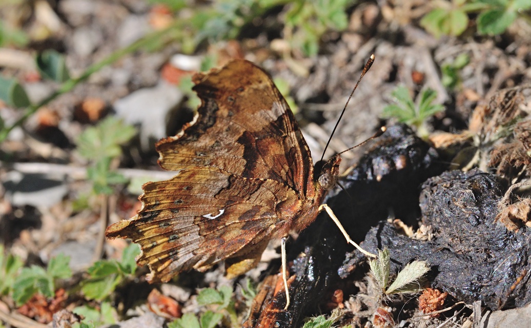 photo B070881, © Adriaan van Os, Coustouges 10-06-2022, altitudo 800 m, Polygonia c-album f. hutchinsoni